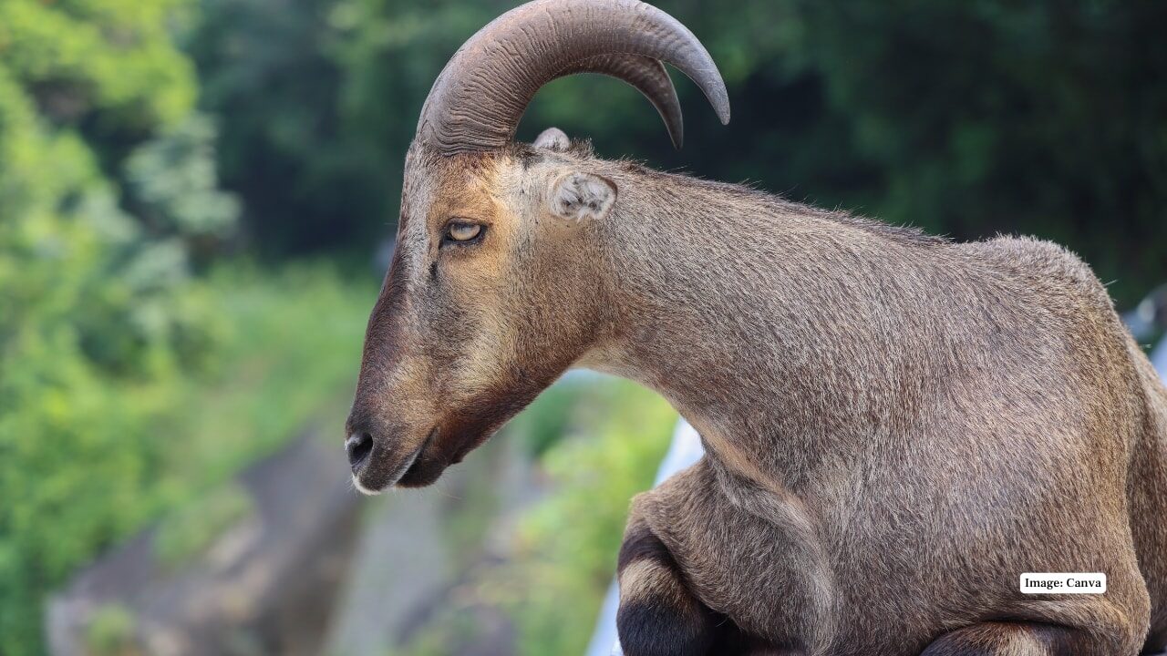 ৪. নীলগিরি তাহর পাহাড়ি ছাগল-হরিণ, ছোট বাদামী-ধূসর চুল এবং বাঁকা শিং সহ। পার্কের ধারে পাথরের ঢাল এবং সমভূমি পছন্দ করে। খুব ভীতু, এবং ভোরবেলা বা রাতের বেলায় চরানোর সময় দেখা যায়। (ছবি: ক্যানভা)
