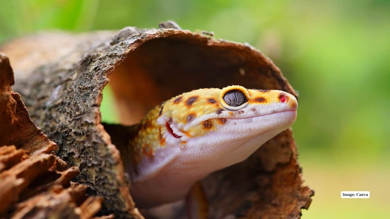 ৮. লম্বা নাকওয়ালা গেকো (Gecko longispinus) বাদামী মার্বেল এবং মসৃণ-আঁশযুক্ত আঁশযুক্ত ছোট, বৃক্ষরোপীয় টিকটিকি। পশ্চিমঘাট পর্বতমালার আদিবাসী; গাছের গুঁড়ি এবং ভেজা বনের পাথরের উপর, বিশেষ করে ছায়াযুক্ত আর্দ্র স্থানে পাওয়া যায়। (ছবি: ক্যানভা)
