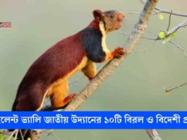 Discover Rare and Exotic Animals in Silent Valley National Park Like Never Before