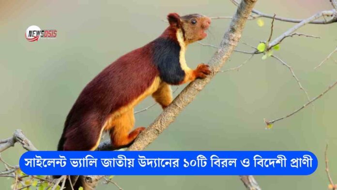 Discover Rare and Exotic Animals in Silent Valley National Park Like Never Before