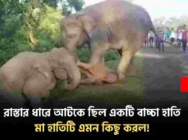 Mother and Baby Elephant Emotional Bonding Video