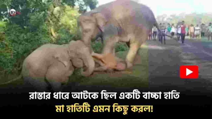 Mother and Baby Elephant Emotional Bonding Video