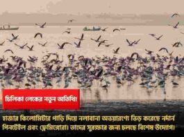 The Magic of Migratory Birds in Chilika Lake