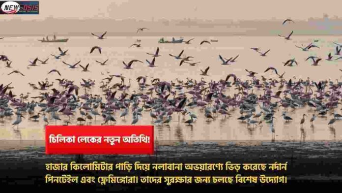The Magic of Migratory Birds in Chilika Lake