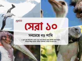 Which are the top 10 biggest bird in the world