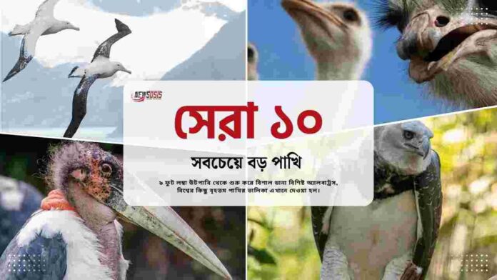 Which are the top 10 biggest bird in the world