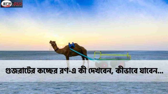 Natural Beauty of the Salt Desert Rann of Kutch
