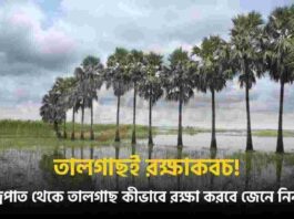 Palmyra Palm Tree Lightning Protection in Bengal