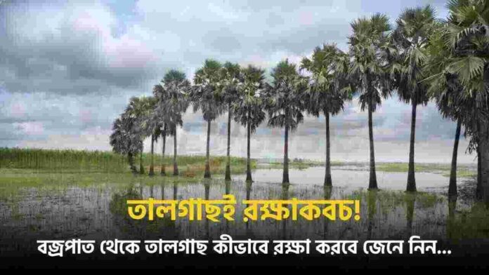 Palmyra Palm Tree Lightning Protection in Bengal