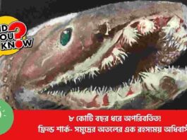 The Frilled Shark Living Fossil 80 Million Years