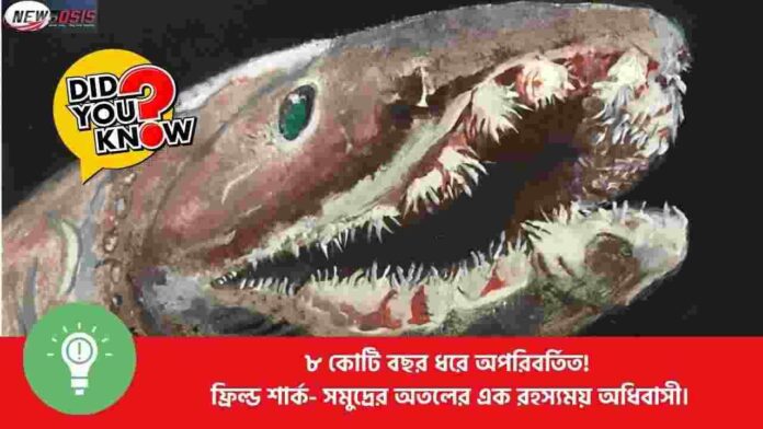 The Frilled Shark Living Fossil 80 Million Years