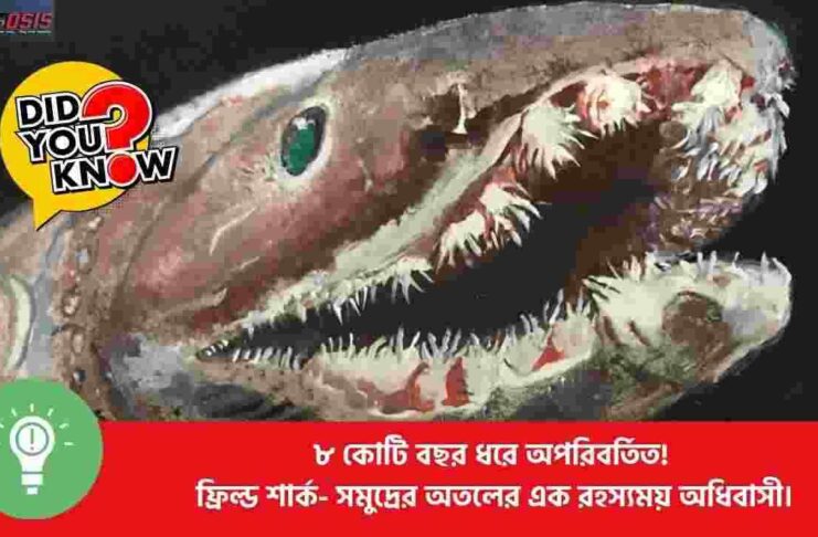 The Frilled Shark Living Fossil 80 Million Years